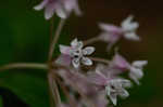 Fourleaf milkweed